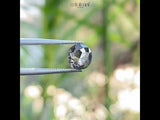 1.48 CT, 6.2 X 5.8 MM | Salt And Pepper Cushion Cut Diamond